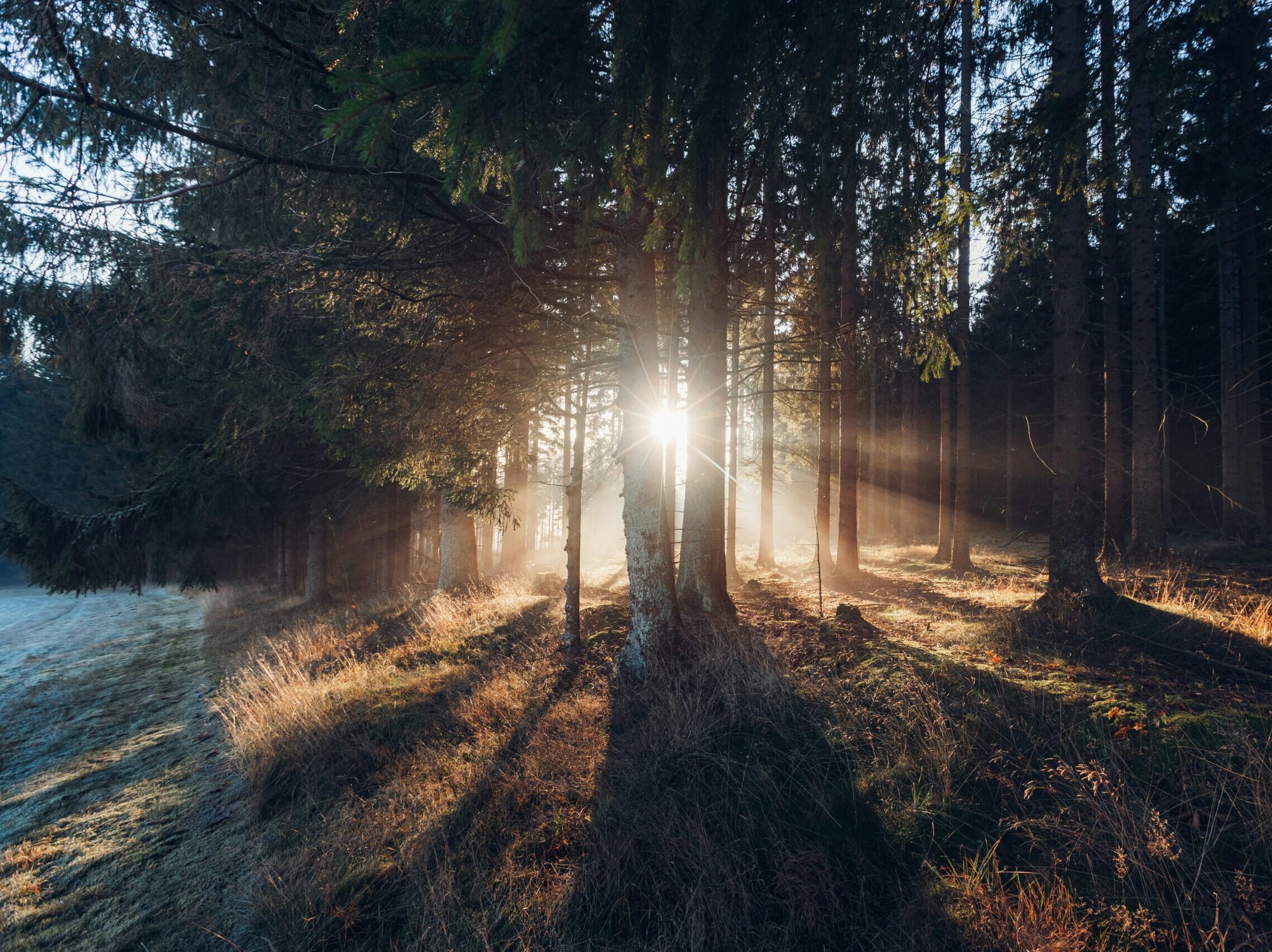 Negativity Bias and Fitness